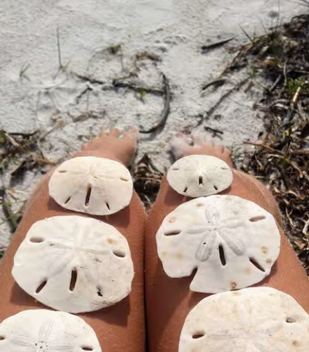 Shelling Cruise to Shell Key Preserve