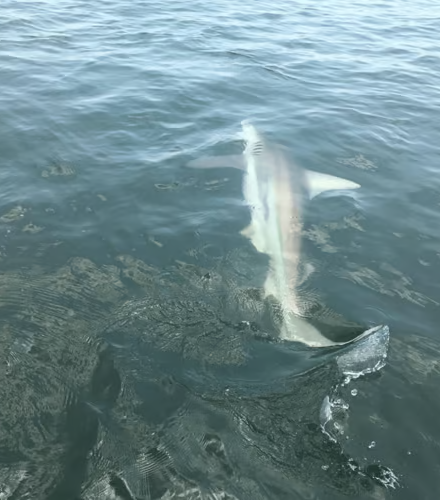 Tarpon And Shark Action