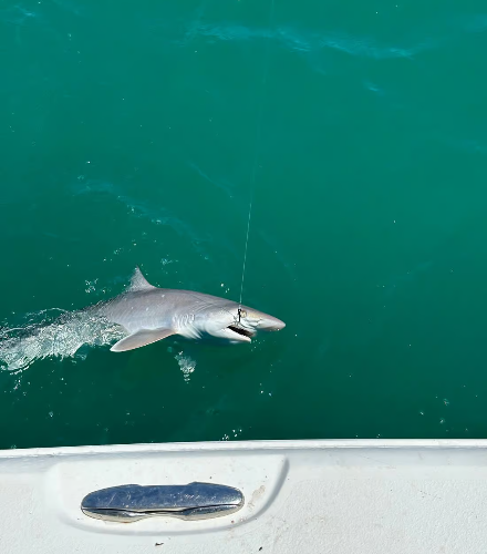 Private Fishing Tour with Master Captain Bill