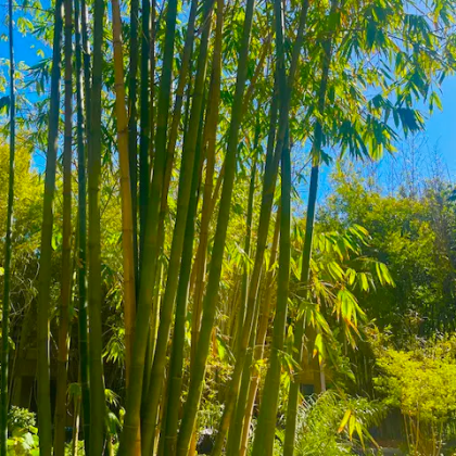 Bamboo Garden