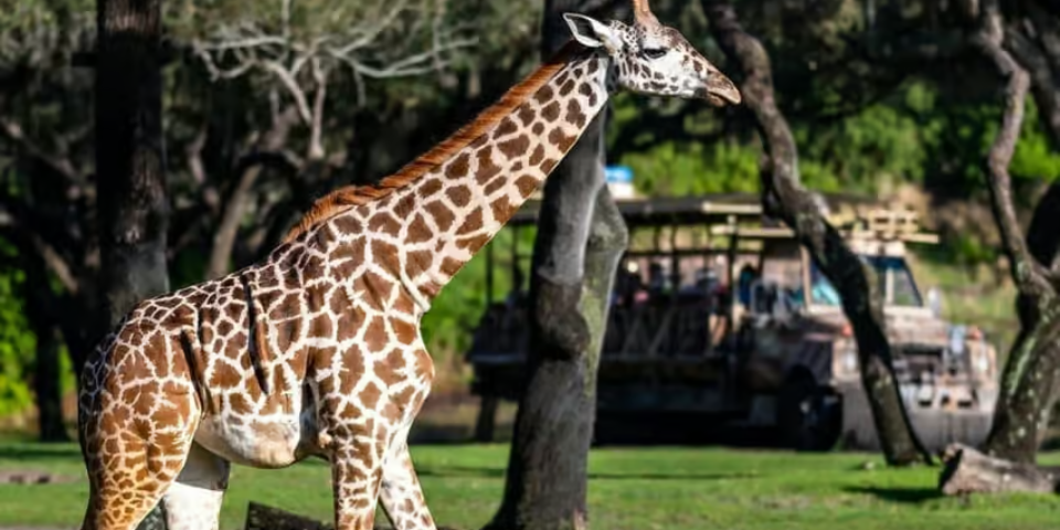 Disney's Animal Kingdom image 1